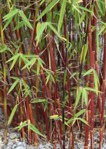 Fargesia 'Jiuzhaigou 1' - Jade Bambus Original -